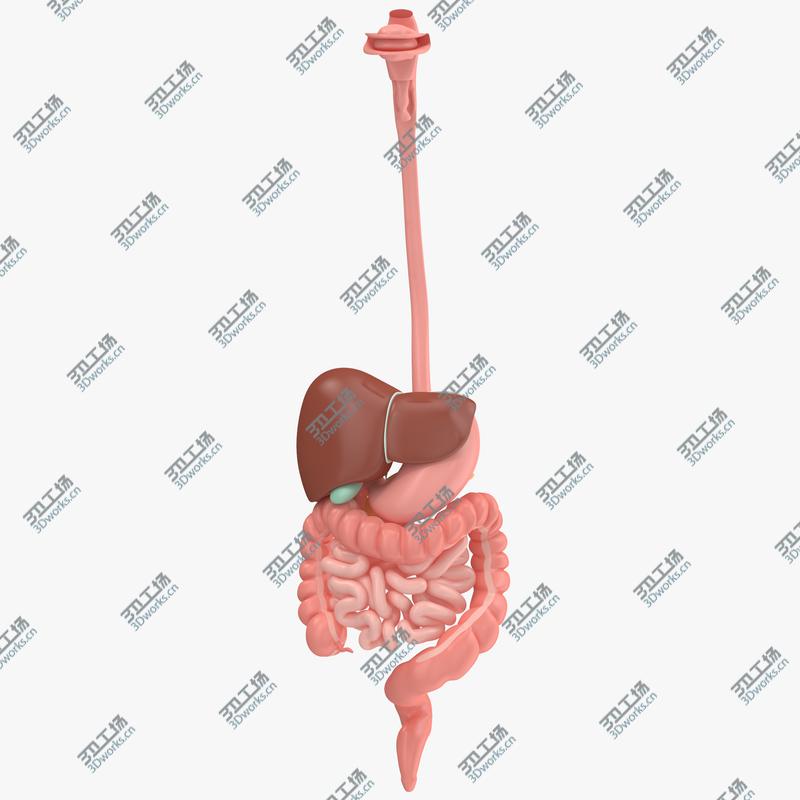 images/goods_img/2021040233/Digestive System/1.jpg